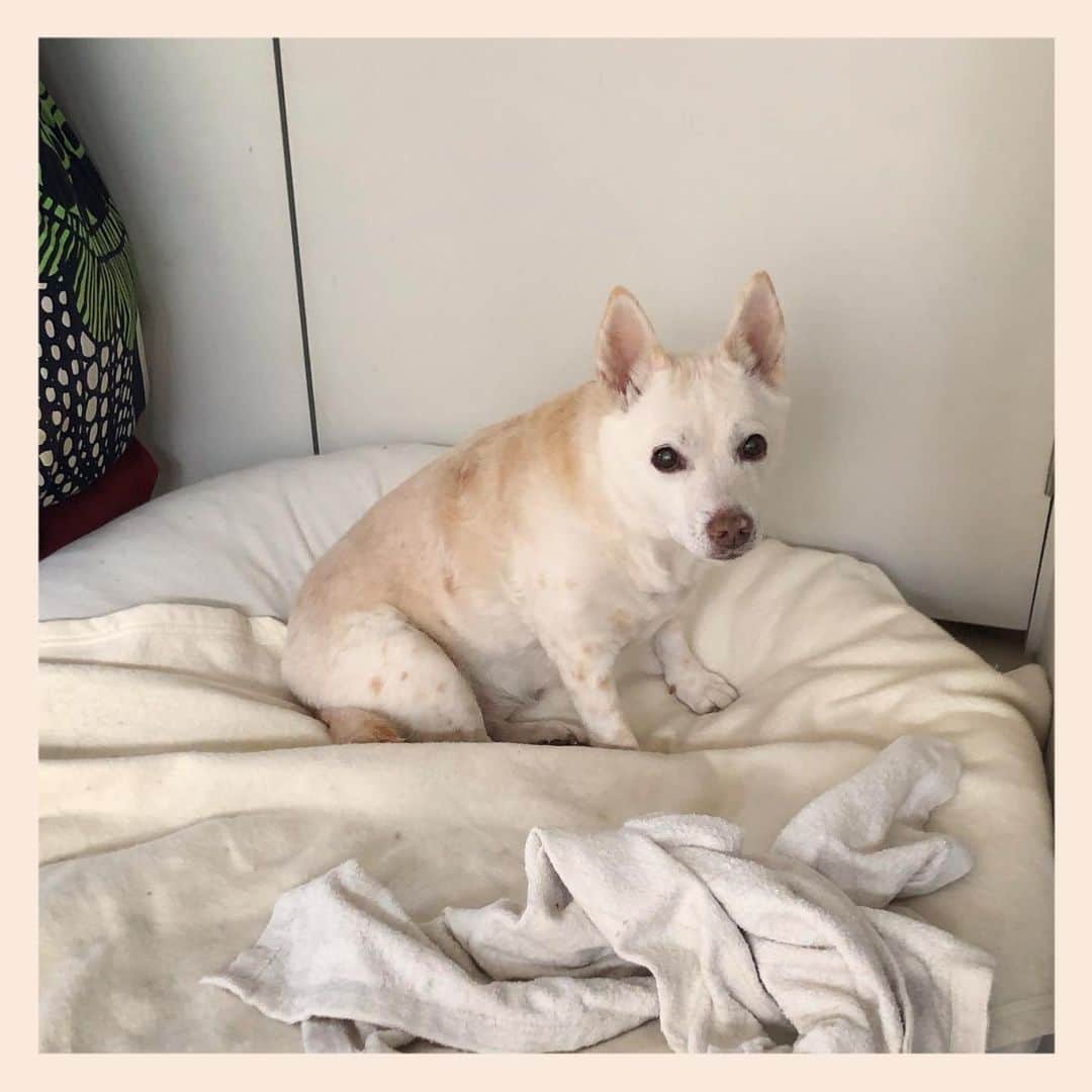 パンといっぴきのインスタグラム：「#元保護犬 #雑種犬 #crossbreed #mixdog #キップル14歳」