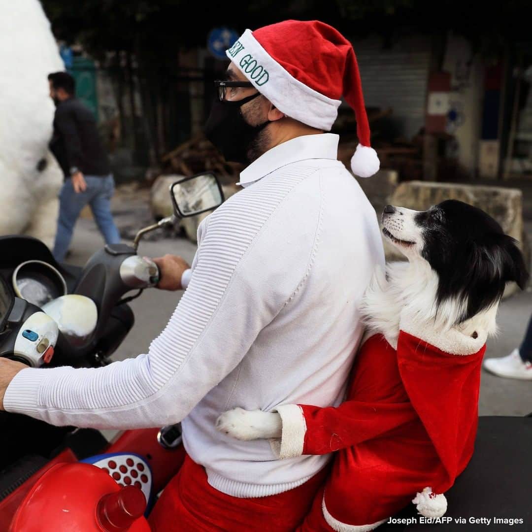 ABC Newsさんのインスタグラム写真 - (ABC NewsInstagram)「SLAY RIDE: Dog wearing a Santa Claus outfit rides with its owner on a scooter during a parade in Beirut. #christmas #dogs #pets #animals #santaclaus」12月12日 14時05分 - abcnews