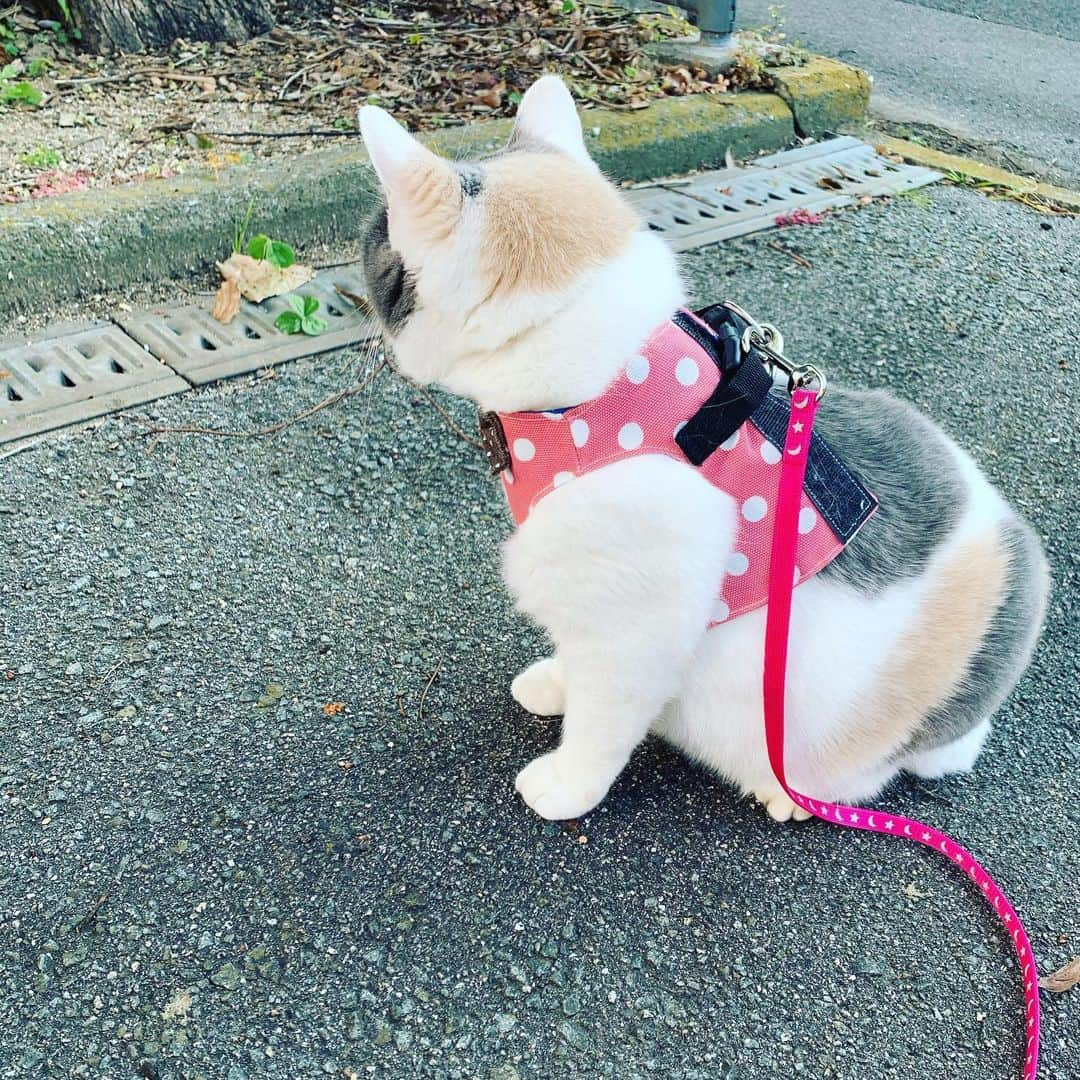 島香織さんのインスタグラム写真 - (島香織Instagram)「お散歩にゃ🌈🐈🐾  #三毛猫散歩 #しまこのへや #島香織」12月12日 14時15分 - simako405