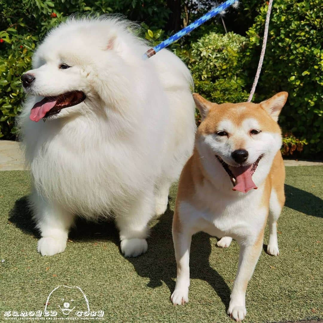 のインスタグラム：「😘😘😘 #cute #dog #doglover #dogsofinstagram #dogoftheday #dogofthedayjp #dogstagram #fluffy #hkig #hongkong #ilovemydog #instadog #instagood #instamood #instagraphy #shibainu #samoyedoninstagram #pet #petlovers #petsofinstagram #petstagram #photooftheday #puppy #pupsofinstagram #samoyed #samoyedsofinstagram #webstagram #犬 #サモエド」