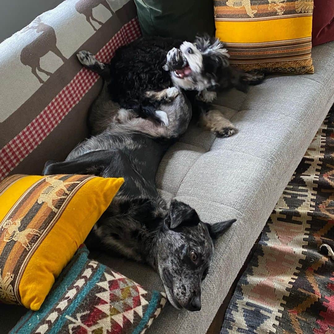 ジャック・ファライーのインスタグラム：「Banjo has given up on entertaining his little sister」
