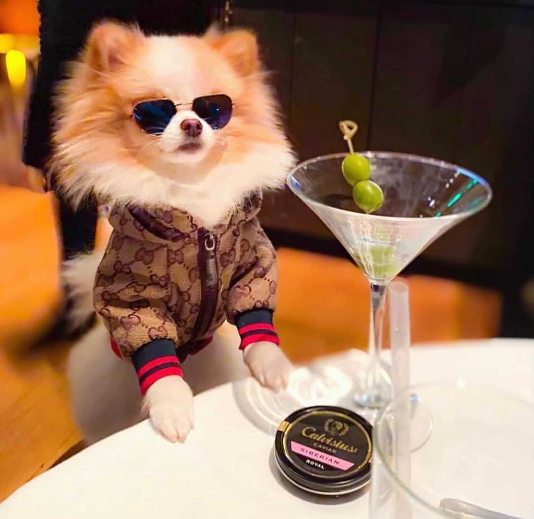 DogsOf Instagramさんのインスタグラム写真 - (DogsOf InstagramInstagram)「"Ready for Yappy Hour 🐕 🍸 woof!" — @marshiepom   Where's your favorite place for Yappy Hour? Send us your photos/videos and we'll feature the best Yappy Hour submissions next Friday! Link in bio to submit🍻  #dogsofinstagram #yappyhour #fridayfeeling」12月12日 6時47分 - dogsofinstagram