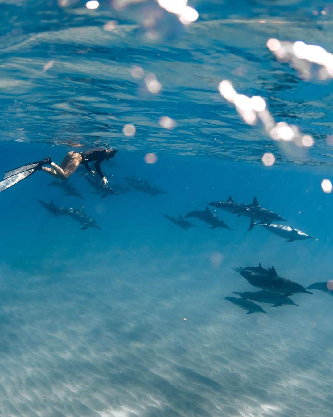 And Youさんのインスタグラム写真 - (And YouInstagram)「Best way to spend the weekend   . . . . .  #sealife #staysalty #underwaterphotography #water_of_our_world #padi #madeofocean #saltlife #staysalty #sealife #water_of_our_world #theglobewanderer #madeofocean #welivetoexplore #thewavecave #hawaiian #hawaiiunchained #hawaiilife #nakedhawaii #canonphotos #canoneos」12月12日 7時09分 - dolphinsandyou