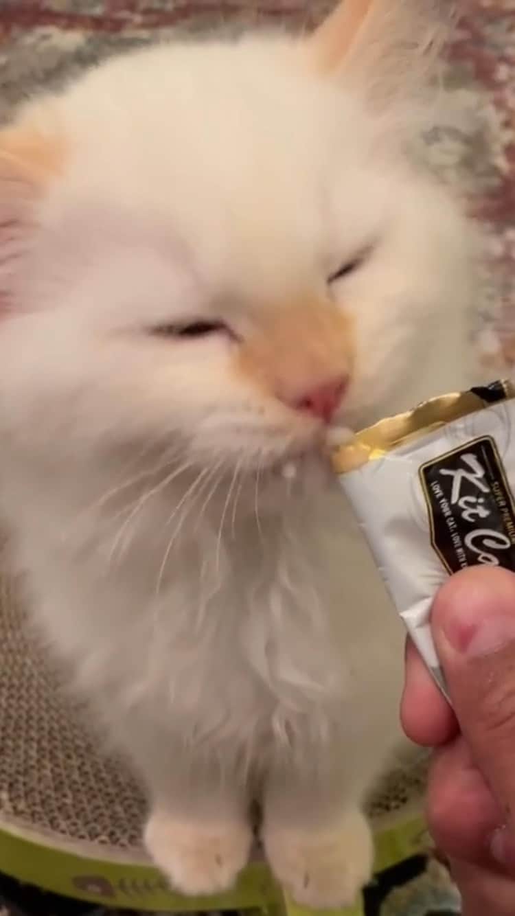 The Cats Of Instagramのインスタグラム：「#Repost • #COIVideoChallenge • @vivborras My hobbies include eating and complaining that I don’t have enough snacks. 😹😹」