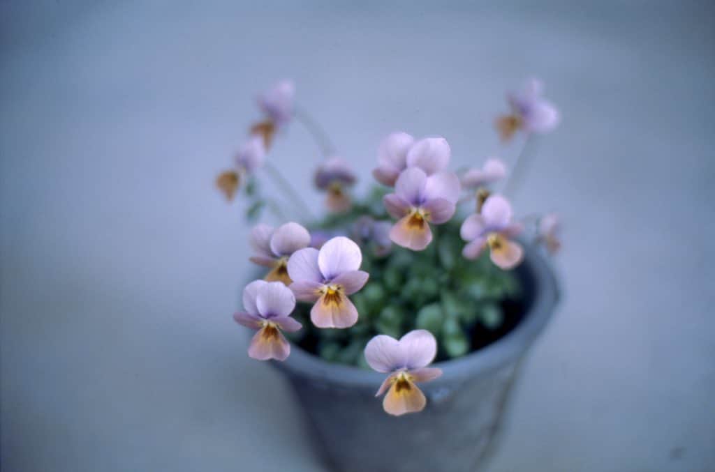 Naomiのインスタグラム：「Good morning! #NikonF3 #nao1223film」