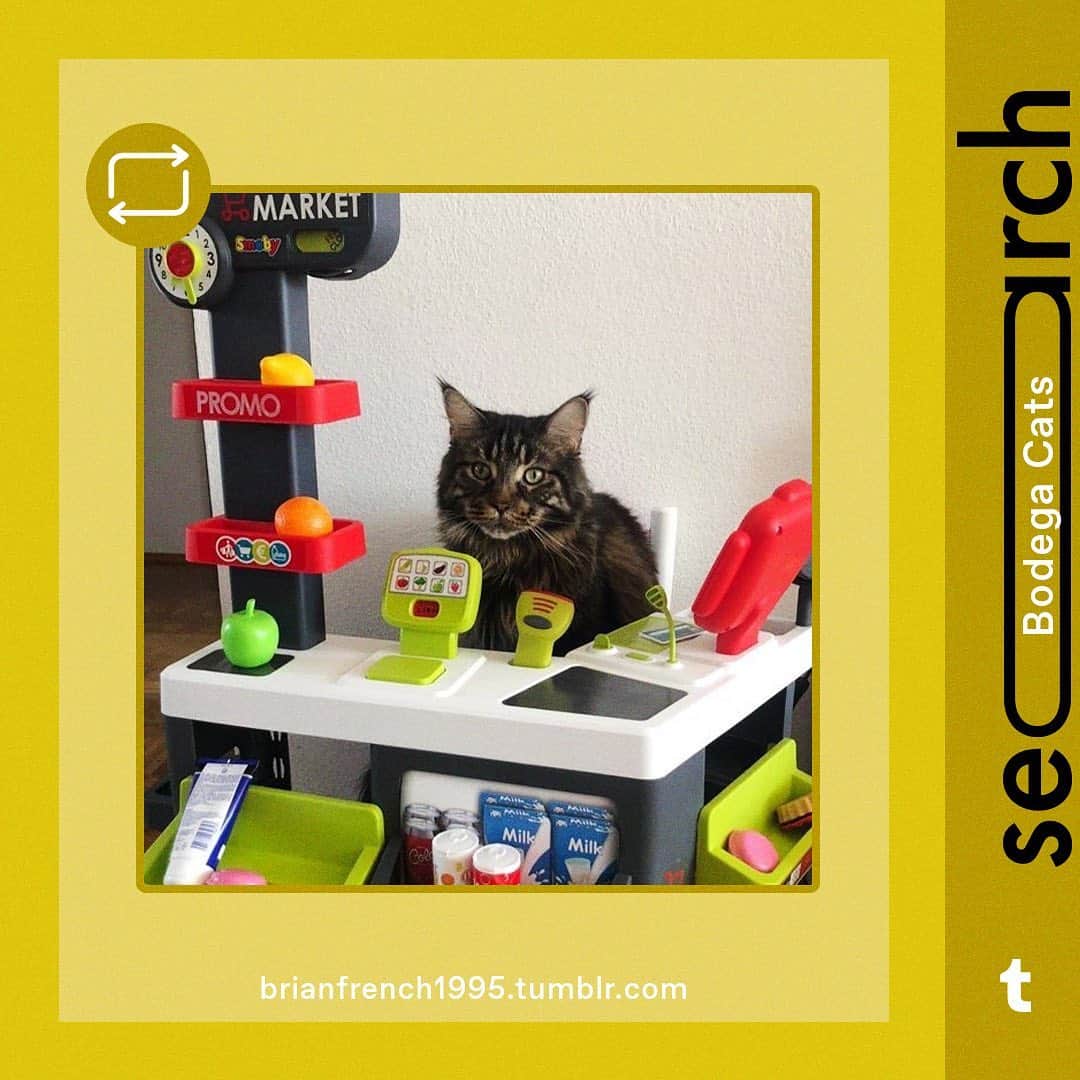 Tumblrのインスタグラム：「Doesn't everyone have a favorite Bodega Cat?」