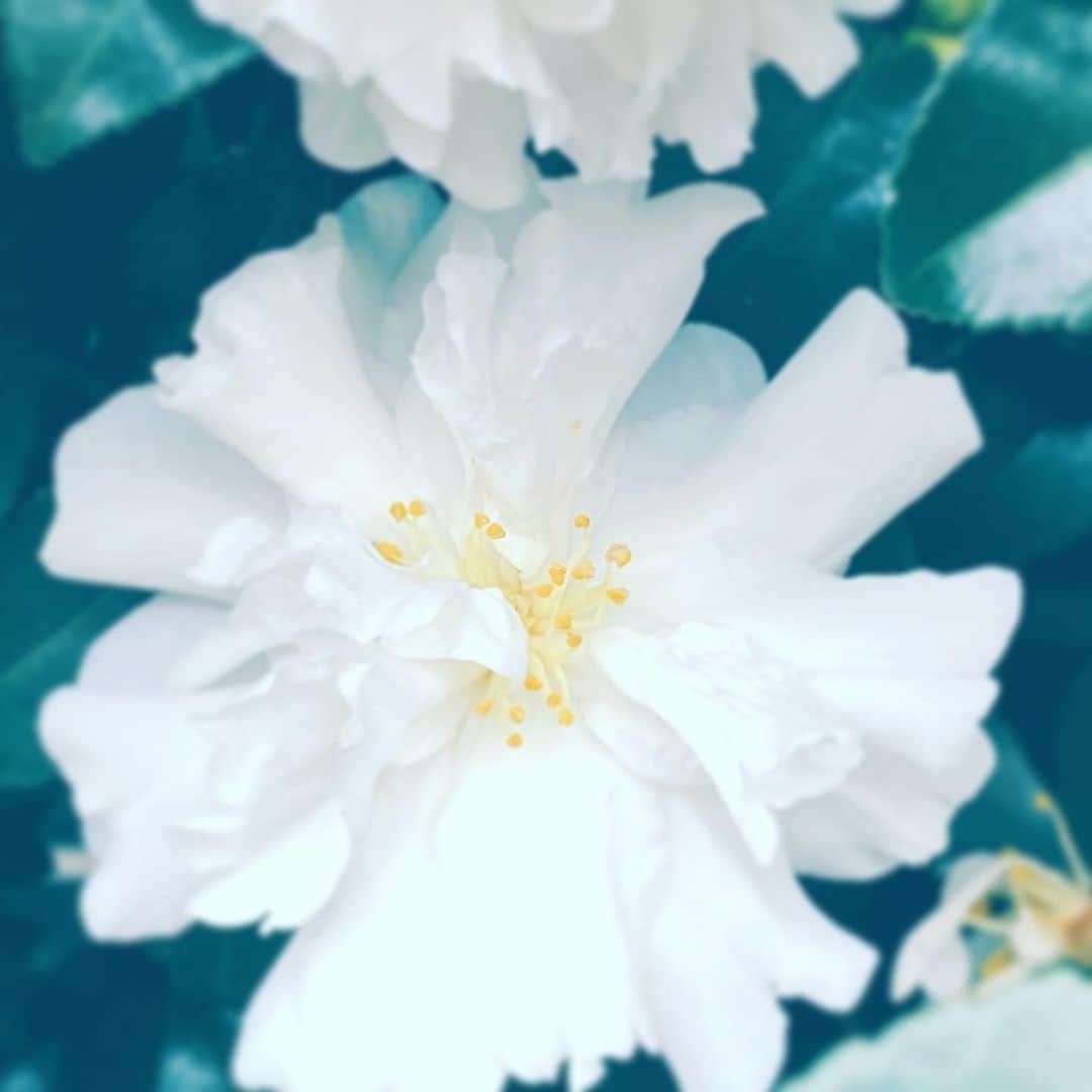 のインスタグラム：「#flowers #flowersoflife #white #hope #staysafe」