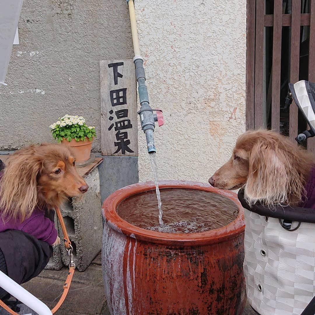 くるみんのインスタグラム：「* 先週の土日、GOToキャンペーンを利用させてもらい、伊豆に行って来ました♨️  1日目は下田散策  #ミニチュアダックスフンド #ミニチュアダックスフント #ミニチュアダックス #イザベラタン #イザベラ #カニンヘンダックスフント #カニンヘン #カニンヘンダックス #カニンヘンダックスフンドの日常 #カニンヘンの会 #カニンヘンダックスフンド #チョコタンダックスフント #チョコタンダックスフンド #チョコタンダックス #チョコタン #ダックスlove #ダックス多頭飼い #ダックスフント #ダックスフンドカニンヘン #ダックス部 #ダックス大好き #ダックスフンド #ダックス #いぬばか部 #いぬすたぐらむ #短足部 #伊豆旅行 #伊豆下田 #ペリーロード #dachshundgram」