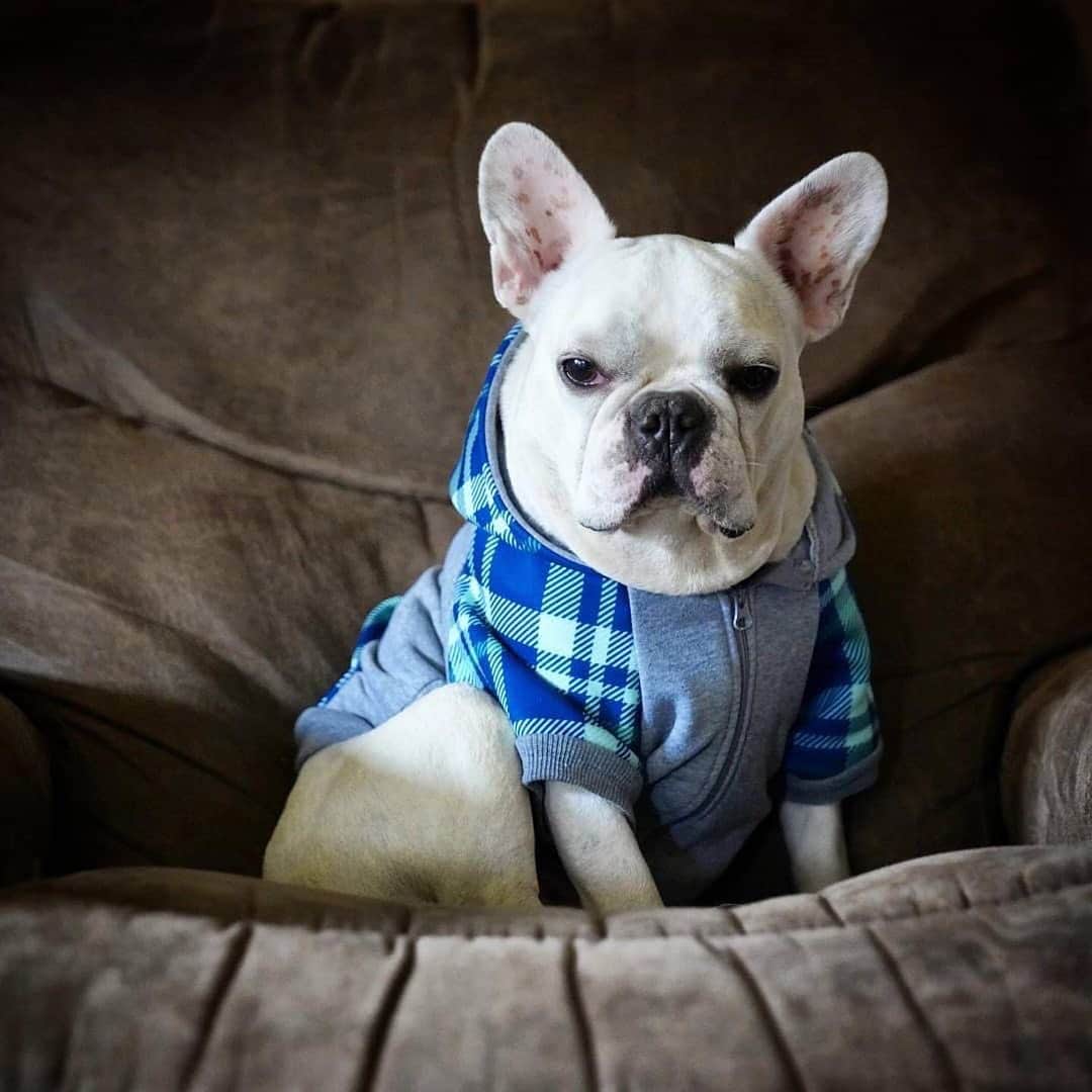 Regeneratti&Oliveira Kennelのインスタグラム：「Don’t judge me but I haven’t left this couch in 24 hours 😅🛋 @littlelilyandporter wearing our Blue Bird Plaid Hoodie! . . SHOP only at www.frenchie.com 🛍❤️! 🎁 Get 10% off  with code  jmarcoz10 🐾 . . #frenchiepetsupply #frenchiesofinsta #pugsofinsta #frenchbulldog #frenchiesofinstagram #pug #frenchies #reversibleharness #frenchiehoodie #thedodo #frenchieharness #dogclothes #dogharness #frenchiegram #dogsbeingbasic #frenchieoftheday #instafrenchie #bulldogs #dogstagram #frenchievideo #cutepetclub #bestwoof #frenchies1 #ruffpost #bostonterrier #bostonsofig #animalonearth #doghoodie #dogs」