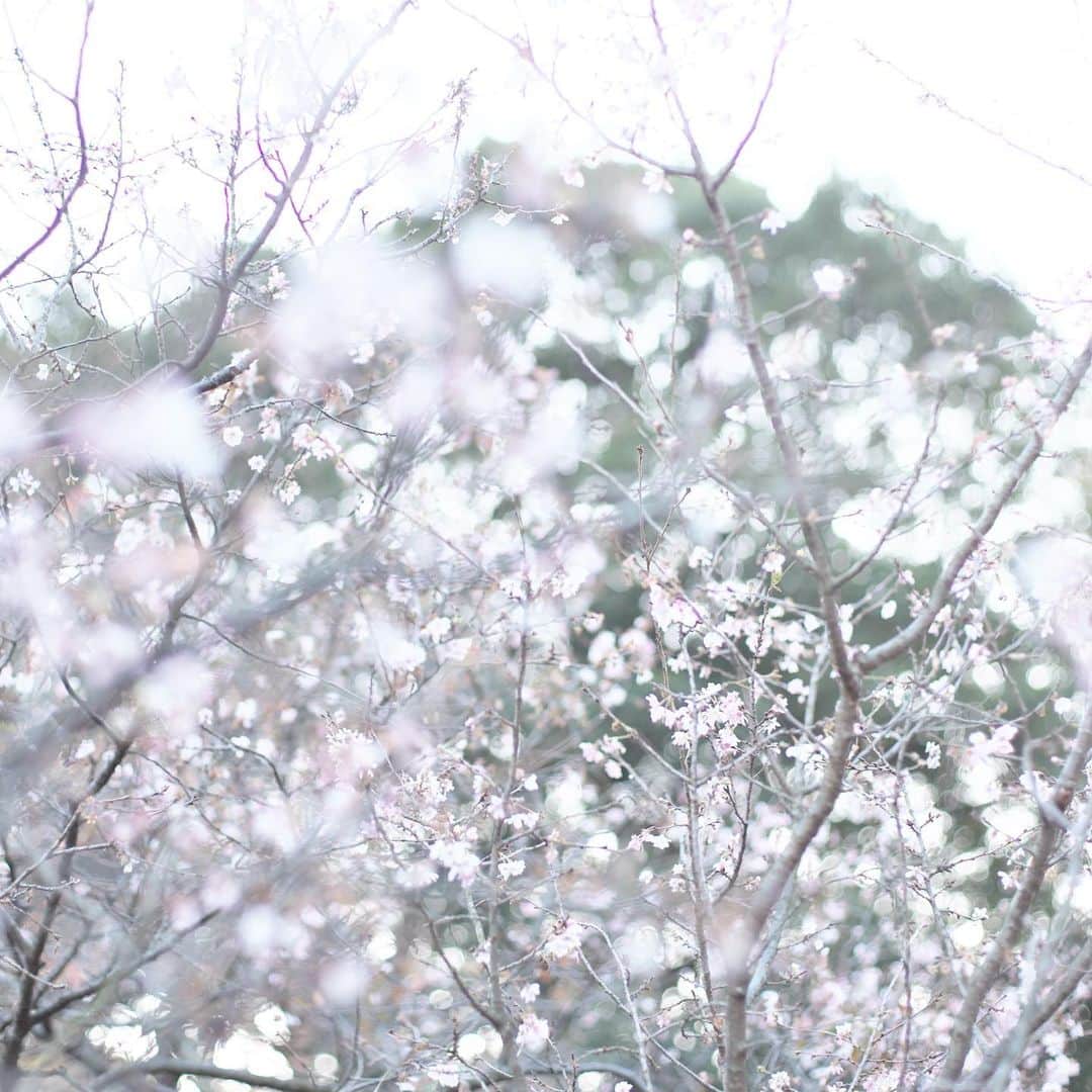 kiccyomuのインスタグラム：「☁️ 2020.12.12 Sat #新宿御苑 今年も #十月桜 いっぱい咲いてた🌸 夕方曇り空だったから、 ちょっと華やかさ少なめだけど😅  スイセンも少し咲き始め😊  週末…今日も元気に🤗  location #東京 📷撮影 2020年12月06日」