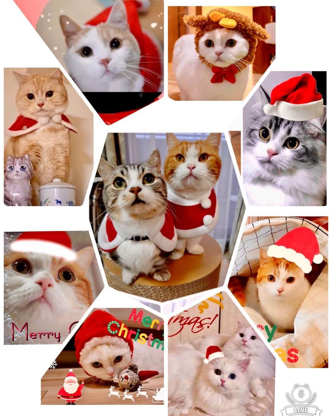 まんちの樹（マンチカンブリーダー）さんのインスタグラム写真 - (まんちの樹（マンチカンブリーダー）Instagram)「今年もまんちの樹猫親戚さんクリスマス写真募集しま〜す🎄。締切は24日。 猫親戚さんでクリスマスっぽい写真が撮れたらラインくださいね。コスプレがイヤイヤな子が多いはずだから、お気に入り写真にクリスマス画像加工でもOKです。可愛い我が子を自慢しちゃいましょう♥️  #マンチカン#munchkin#スコティッシュフォールド#アメリカンショートヘア#ミヌエット#猫#ねこ#ネコ#neko#cat#ねこ部#猫部 #子猫#kitten#kitty#にゃんすたぐらむ#ねこすたぐらむ#猫ブリーダー#マンチカンブリーダー#ふわもこ部#にゃんこ#猫好き#猫のいる暮らし#まんちの樹#かわいい#クリスマス#クリスマスコスプレ #catstagram#cat stagram#cutecat」12月12日 9時38分 - machiyominoura