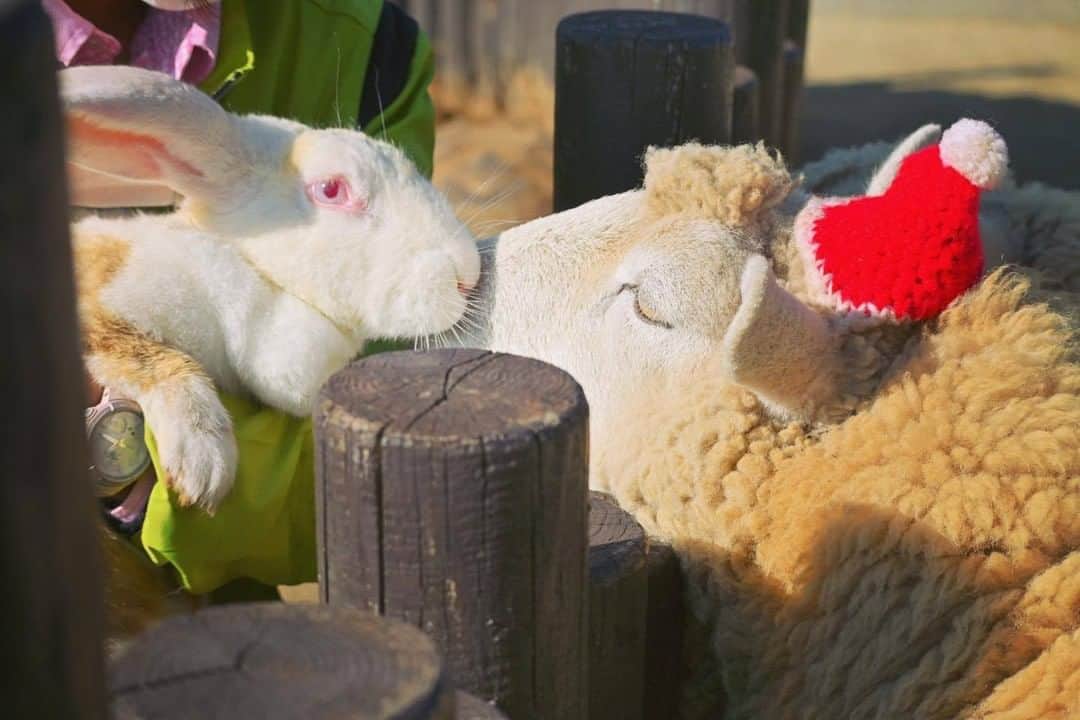 のインスタグラム：「本日は【らぶちばseason9: @taka.suta  さん】の投稿をご紹介📸  サンタのひつじ🐑とウサギ🐰の仲良しな写真に癒されました～！ 心あたたまるお写真の投稿ありがとうございます💑  マザー牧場では「新たないのちを迎えるための費用」と「春の菜の花の管理費用」のための資金をクラウドファンディングで現在募集しています。 新しく誕生する赤ちゃん動物を安心して迎えることができるように、みなさまの温かいご支援をどうぞよろしくお願いします。  【クラウドファンディング募集　12月25日まで】 https://readyfor.jp/projects/motherfarm  【マザー牧場　公式サイト】 http://www.motherfarm.co.jp/  📢ラブちばキャンペーン内で千葉県内の 「鉄道旅の様子」を大募集！  #ちばてつたび を付けて応募しよう🚃📸 オリジナルタオルが抽選で当たります✨ 鉄道を使った旅の様子、車両や駅舎、お気に入りの風景など、鉄道に関係する写真を撮影し、あなたの思い出の一枚を投稿して下さい！  --------------------------- ／ Season9スタート！ 募集期間：2021年3月31日まで ＼  千葉県の魅力あふれるラブちば写真を投稿して、 プレゼントをGETしよう！！ 毎月30名様に、チーバくんグッズや千葉県の特産品が当たります✨  応募方法： Instagram応募とWebフォーム応募の2種類。  プレゼントはプロフィール欄のリンクから 公式サイト（https://love-love-chiba.jp/）でチェック！  公式サイトからフォーム投稿方法▼ https://love-love-chiba.jp/entry  Instagram投稿方法▼ ①公式Instagramアカウント『@love.love.chiba』をフォロー ②２つのハッシュタグをつけて、千葉の魅力あふれる写真をシェア #らぶちば9に応募 . 希望するプレゼントをどれか一つハッシュタグでつける #チバザビーフ #銚子つりきんめ #野菜ボックス #チーバくんリュック . （例） 館山市の〇〇海岸の景色がとってもきれい！ 夕暮れどきもおすすめだよ♪ #らぶちば9に応募　#チーバくんリュック ＊ ＊ ＜千葉県を旅行される皆さまへ＞ 旅先でも、人との距離の確保や、マスクの着用、手洗い、「3つの密」を避けるなど、「新しい生活様式」を実践し、 県内を観光していただきますようお願いします。 ＊ ＊ #lovechiba9 #らぶちば #loveloveCHIBA #旅行　 #japan_of_insta #art_of_japan #whim_fluffy #total_bokeh  #動物園 #動物好きな人と繋がりたい #千葉観光  #動物 #写真好きな人と繋がりたい #マザー牧場 #クリスマス #サンタクロース」