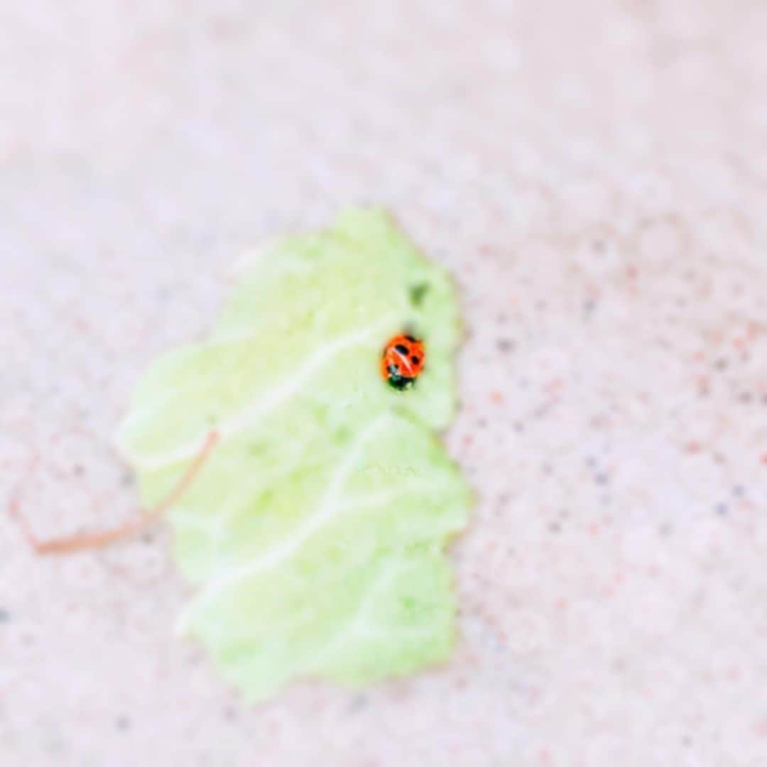 須田亜香里さんのインスタグラム写真 - (須田亜香里Instagram)「.  ありがとう！ 行ってきます！  この子については明日掲載の中日新聞コラムに書いてみました。 #てくてく歩いてく  （写真出来るだけボカしたけど苦手なかたがいたらごめんなさい！特別な存在だったのでどうしても載せたかった…)」12月12日 10時00分 - akarisuda