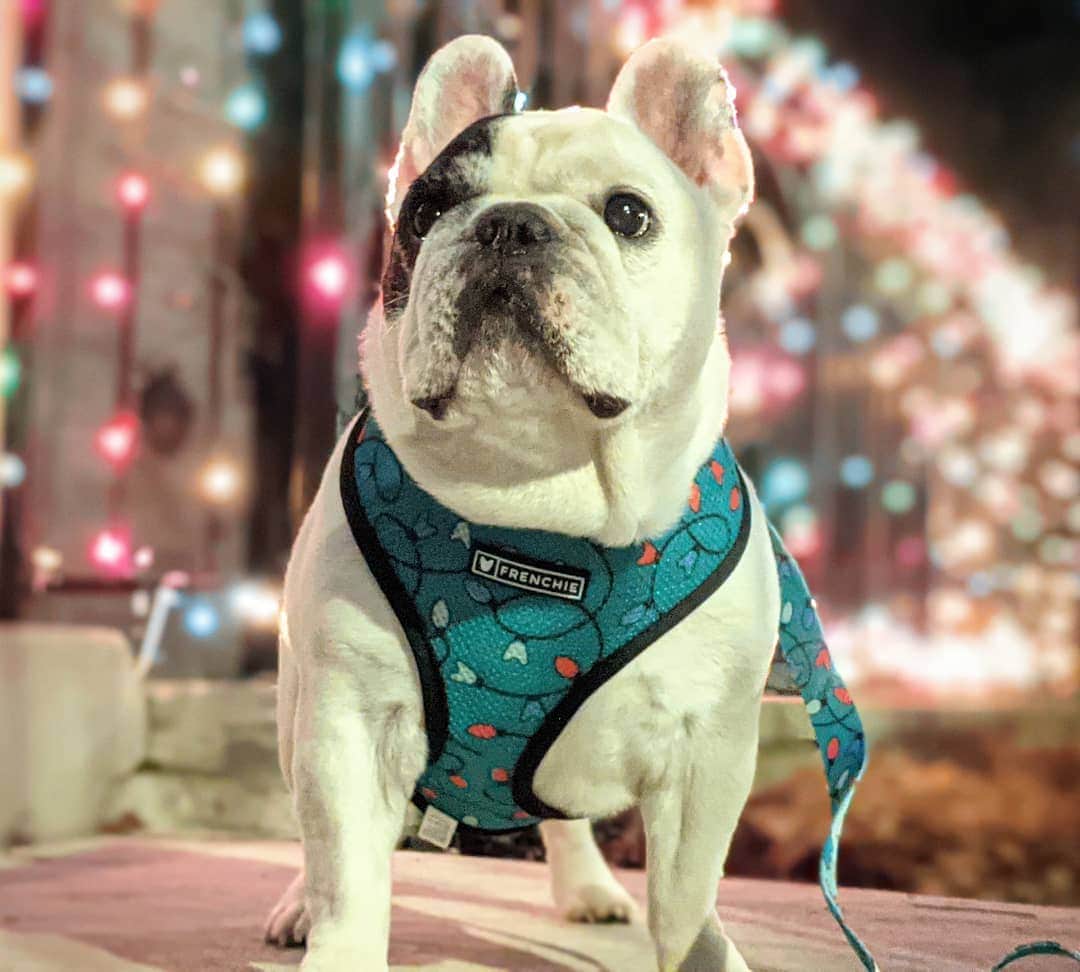 Manny The Frenchieのインスタグラム：「Just came to light up your feed. 😉🎄  . Did you get your Christmas outfit yet?!  Holiday harness & leash by @frenchie_bulldog」