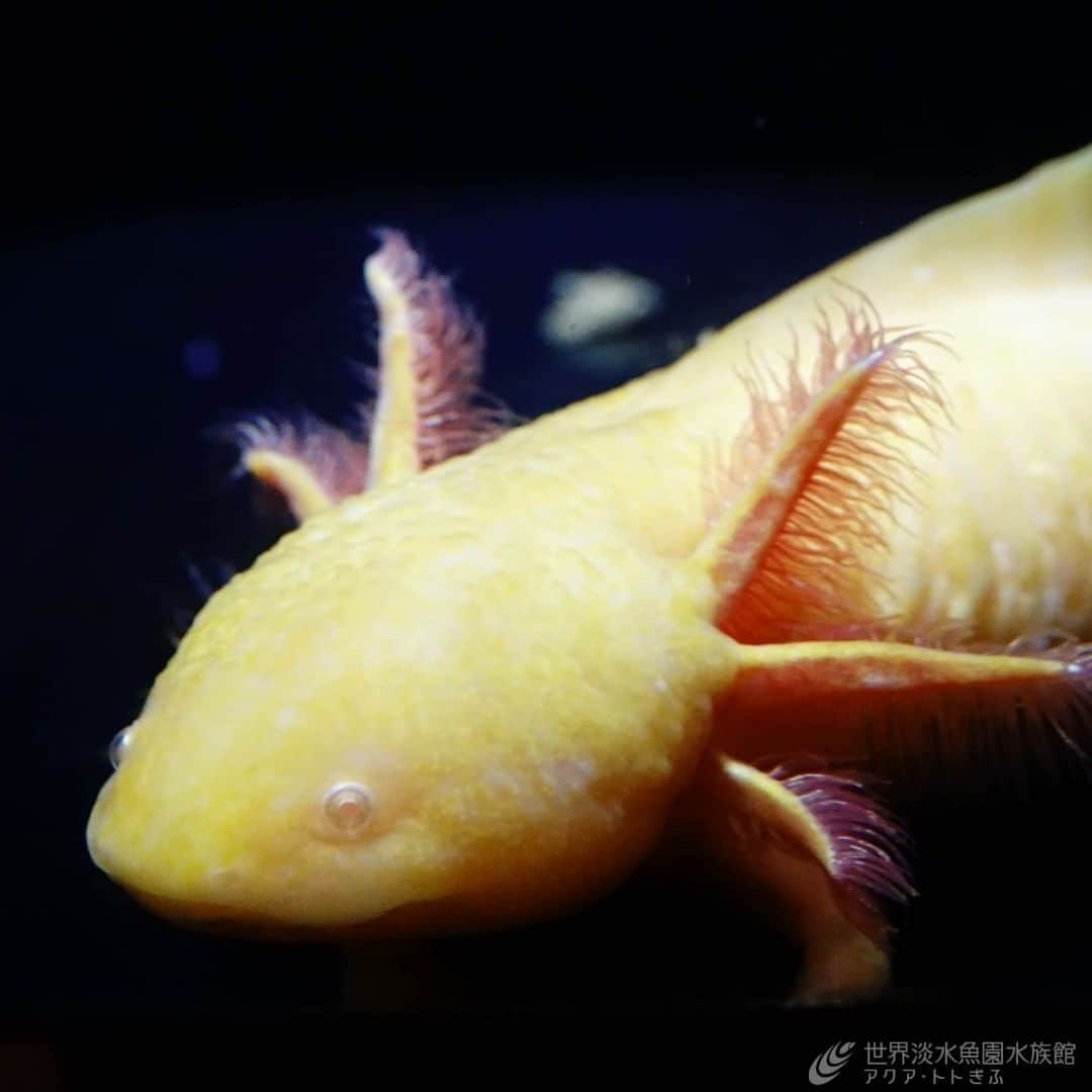 世界淡水魚園水族館 アクア・トト ぎふのインスタグラム：「企画展「もっと知りたいウーパールーパー」が明日で終了します。 というわけで、私たちを楽しませてくれている（くれた？）展示の仲間たちの画像をいくつかアップしていきますね。  #アクアトト #アクアトトぎふ #アクアトト岐阜 #aquarium #ウーパールーパー#Ambystomamexicanum」