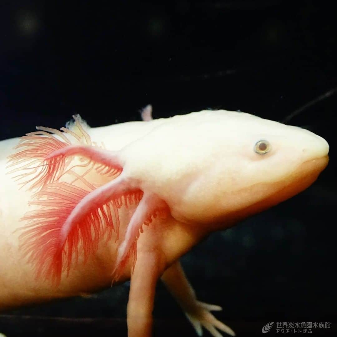 世界淡水魚園水族館 アクア・トト ぎふのインスタグラム：「今朝は右を向いてエラをふわふわさせていました。  #アクアトト #アクアトトぎふ #アクアトト岐阜 #aquarium #ウーパールーパー#Ambystomamexicanum」