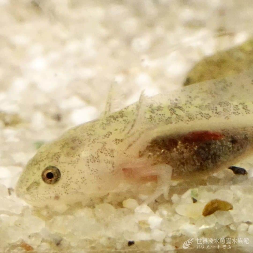 世界淡水魚園水族館 アクア・トト ぎふのインスタグラム：「先日幼生の展示をお知らせしたアンダーソンサラマンダー。少しずつ大きくなってきましたよ。  #アクアトト #アクアトトぎふ #アクアトト岐阜 #aquarium #ウーパールーパー#Ambystomaandersoni」