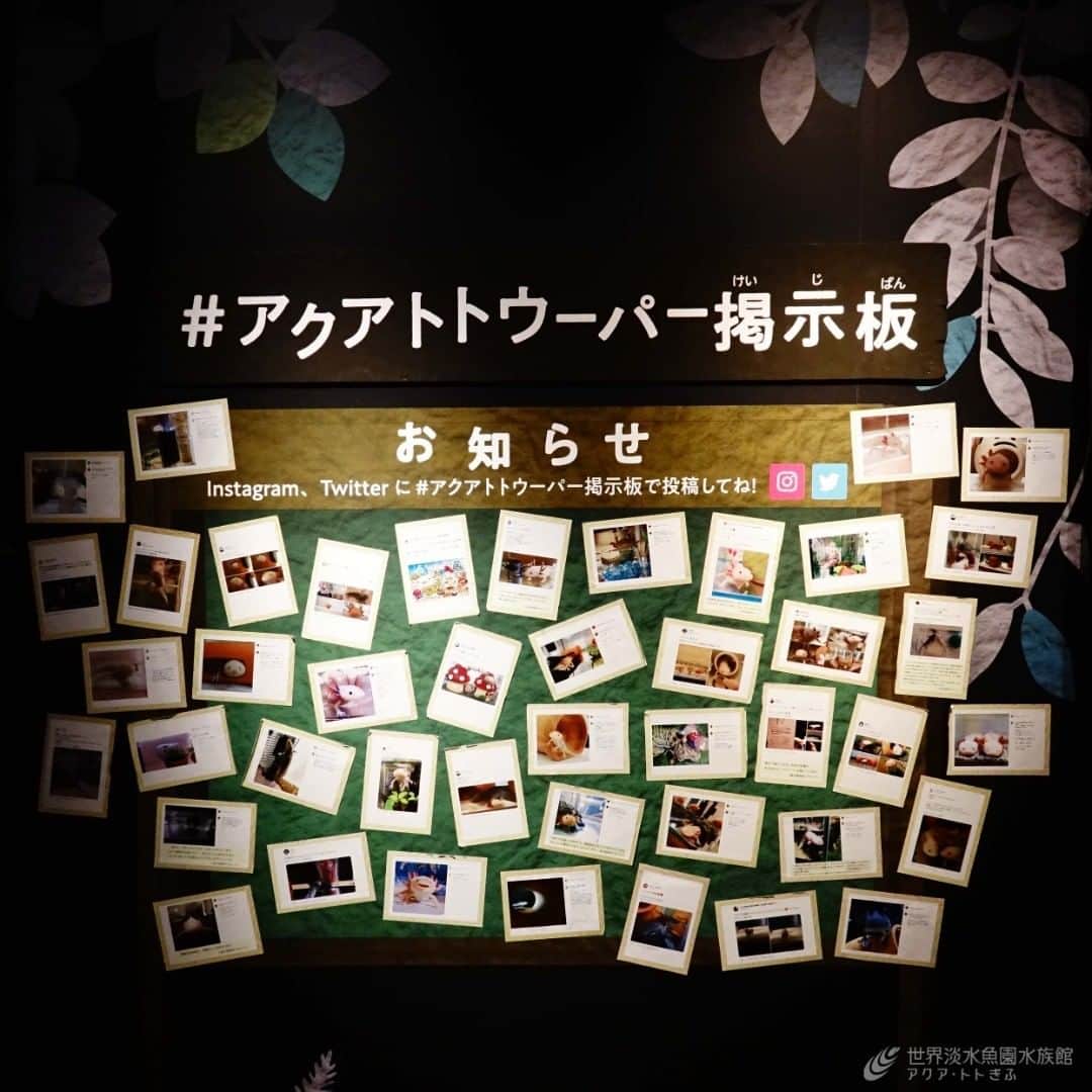 世界淡水魚園水族館 アクア・トト ぎふのインスタグラム：「#アクアトトウーパー掲示板　にもたくさん投稿をしていただきました！ 全ては掲出できませんでしたが、枠からはみ出るほど。今日も素敵な写真が投稿されていました。みなさん、ありがとうございます。  #アクアトト #アクアトトぎふ #アクアトト岐阜 #aquarium #ウーパールーパー#アクアトトウーパー掲示板」