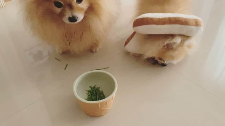r_oseのインスタグラム：「Nom nom nom🌱🌱🪴〰️」