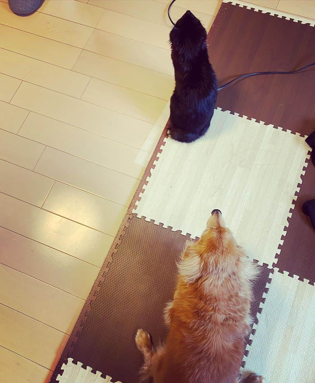 OKP-STARさんのインスタグラム写真 - (OKP-STARInstagram)「🐕♂19歳 🐈‍⬛♀4ヶ月  てんてん、おっきくなってきたよ☺︎  #のんちゃん #ミニチュアダックス  #てんてん #黒猫」12月12日 10時59分 - okp_bassman