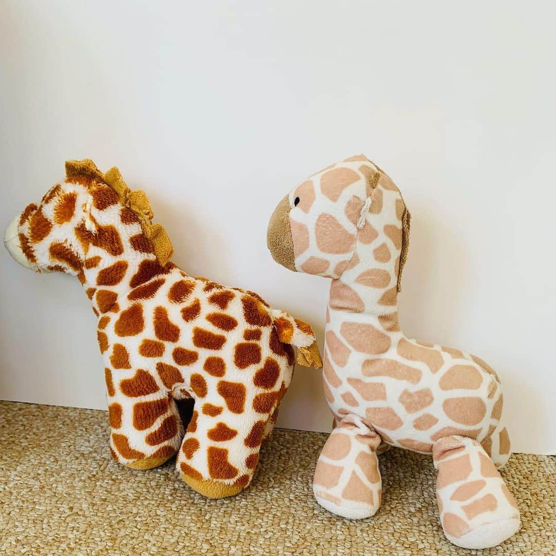 Kodie Bearさんのインスタグラム写真 - (Kodie BearInstagram)「🐶💭Somie🎀 wants to play with my giraffe friends😳... Should I let her??💭」12月12日 11時23分 - kodietheyorkie