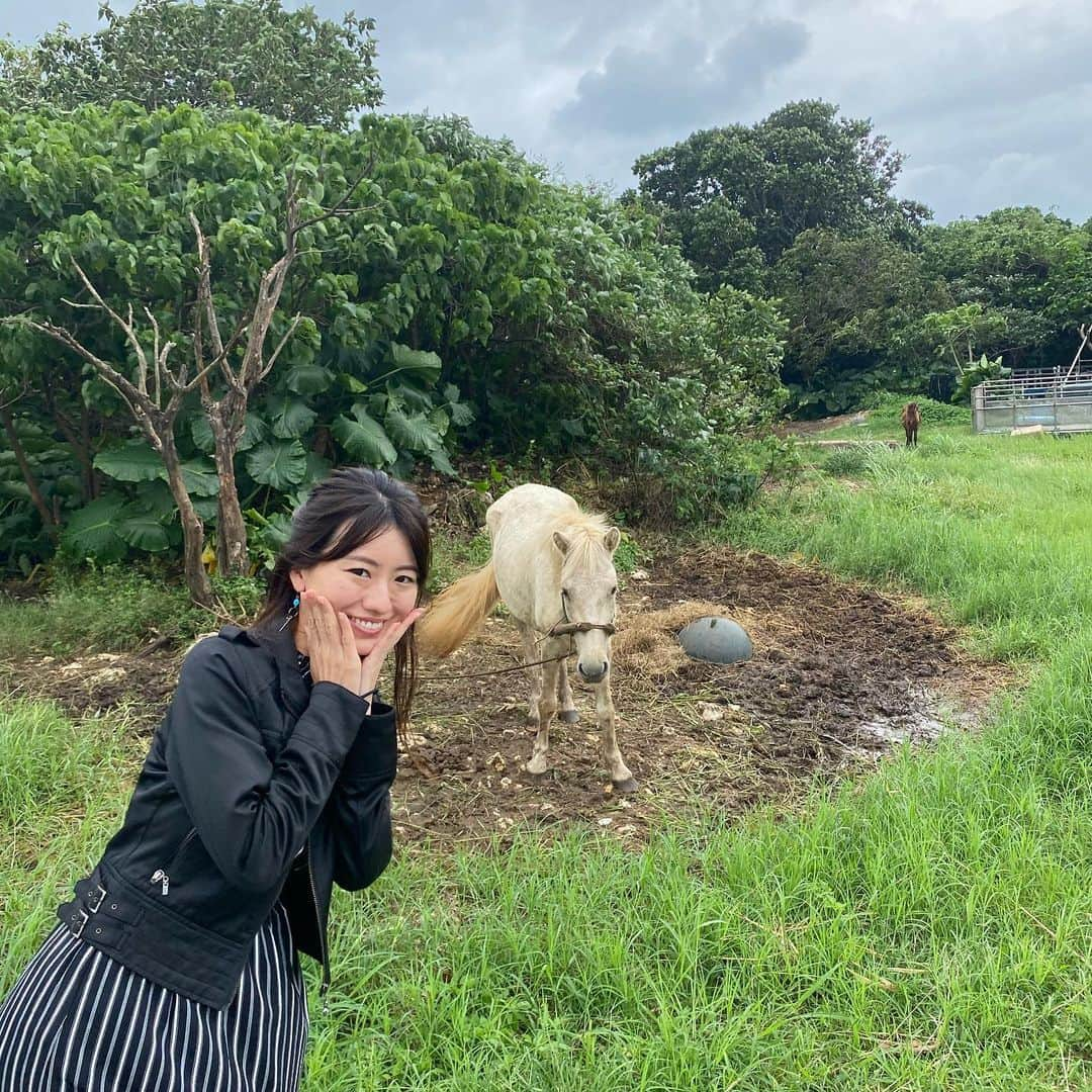 にゃんさんゴルフさんのインスタグラム写真 - (にゃんさんゴルフInstagram)「. こないだの竹富島でのブランコ。笑 落っこちてケガしたやつ笑  いろんな動物いた竹富島💕🐮🐈🐴🐐  #石垣島#竹富島#沖縄旅行#竹富島観光#国内旅行 #gotoトラベル#星の砂#水牛#おしりちゃん #ブランコ#にゃんさん#ねこ#馬#ヤギィ」12月12日 11時27分 - miiiii0228