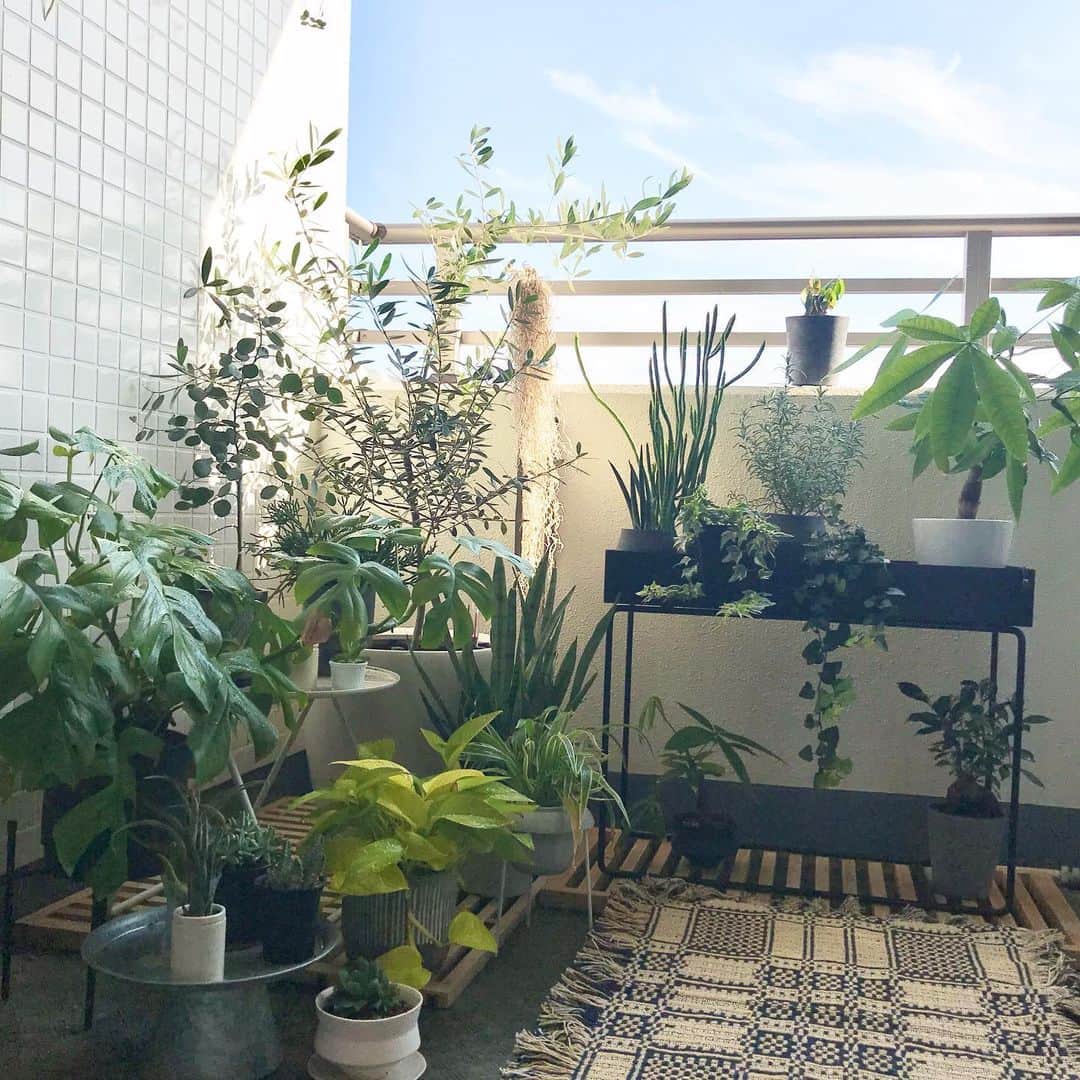 福田葉子さんのインスタグラム写真 - (福田葉子Instagram)「冬になっても元気な植物たち。水あげすぎないように気をつけながら毎日眺めています。 ベランダにウッドタイル敷き詰めるのを避けて、すのこみたいな無印の棚板を置いてみたらこれがいい感じ。水はけのいい環境が作れました。 #green #gardening #winter #植物　#植物のある暮らし #ベランダガーデニング　#無印良品 #棚板」12月12日 11時53分 - yoyoyokoko