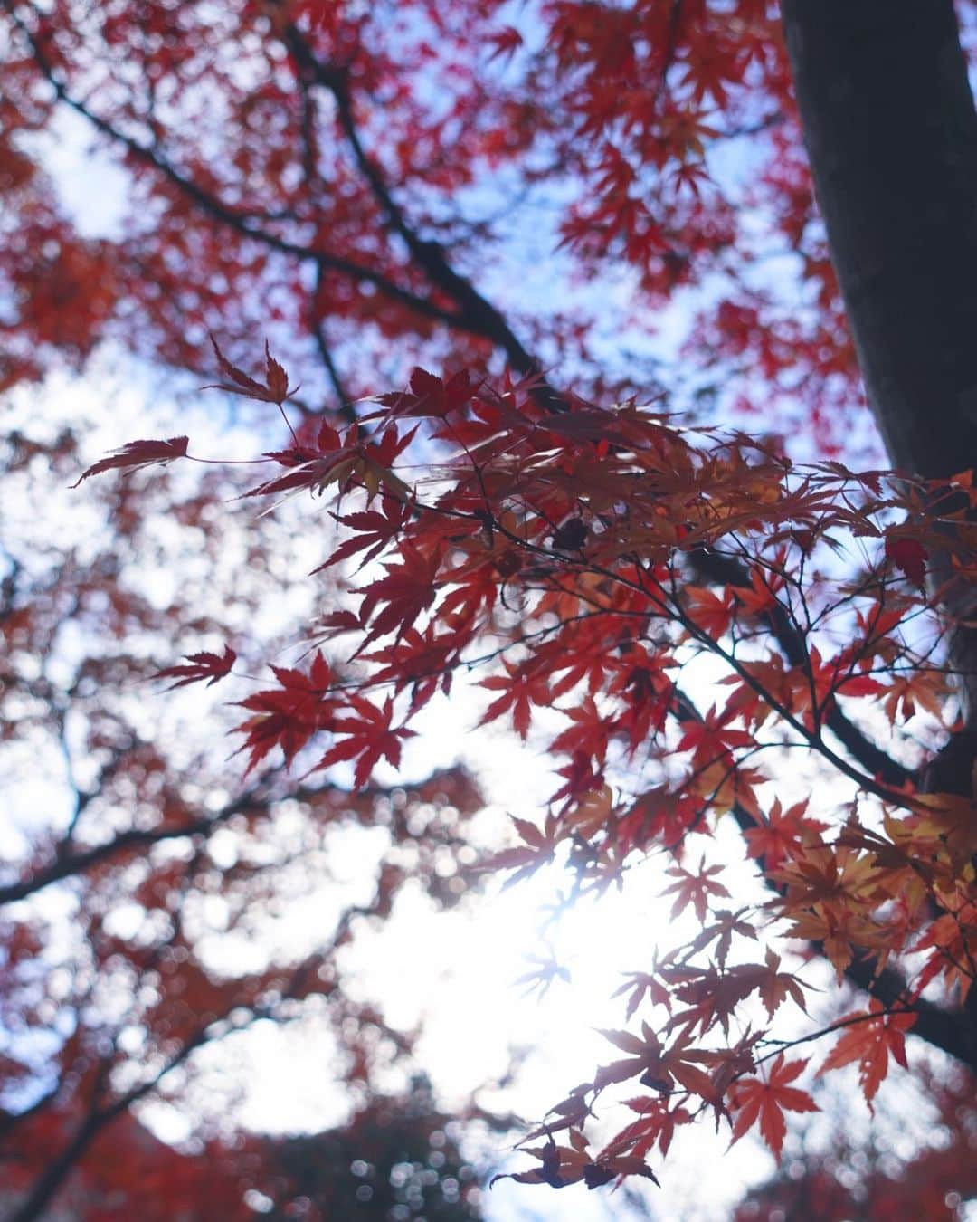 名取稚菜さんのインスタグラム写真 - (名取稚菜Instagram)「♛﻿ ﻿ 紅葉🍁﻿ ﻿ 凄く綺麗だった✨﻿ ﻿ ﻿ ﻿ ﻿#moa美術館  #熱海」12月12日 12時04分 - wakana_1995