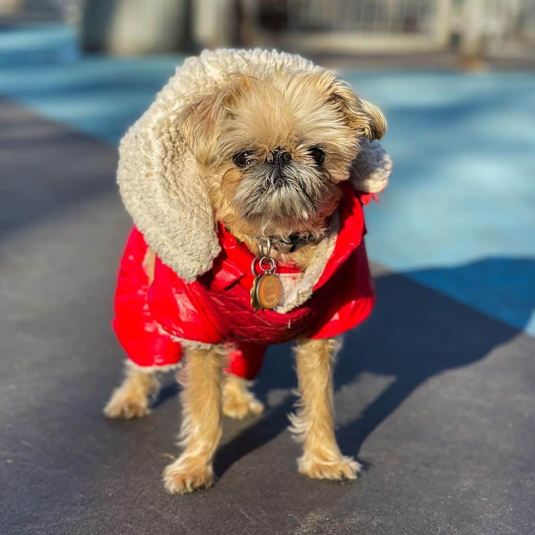 The Dogistさんのインスタグラム写真 - (The DogistInstagram)「Delilah, Brussels Griffon (7 y/o), Leroy Street Dog Park, New York, NY • “She’s a Velcro dog. She rules the roost and gets whatever she wants.” @delilah_my_sweetheart #shotoniphone」12月12日 12時07分 - thedogist