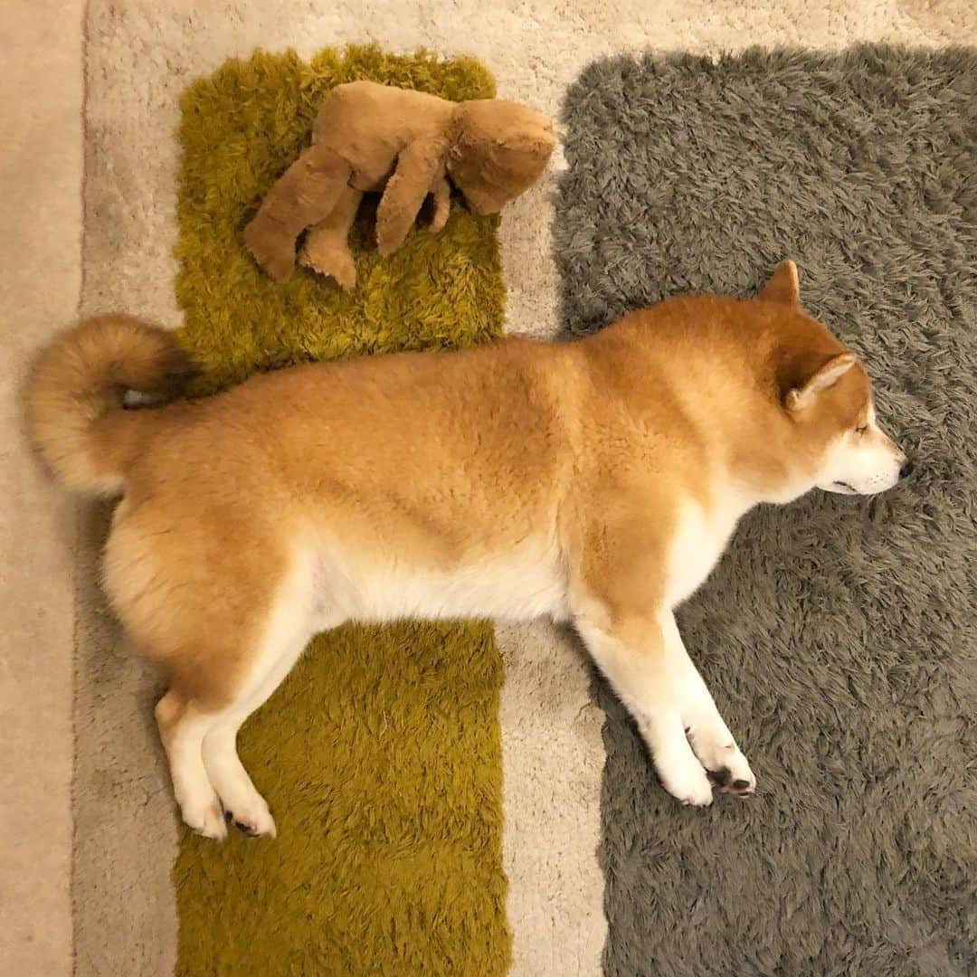 せんべえさんのインスタグラム写真 - (せんべえInstagram)「育児疲れ #小休止 #せんべえ #柴犬 #shibainu  #足短か #ずんぐりむっくり #ikeaのくまさん  #500円 #お疲れさま」12月12日 12時13分 - akiresh