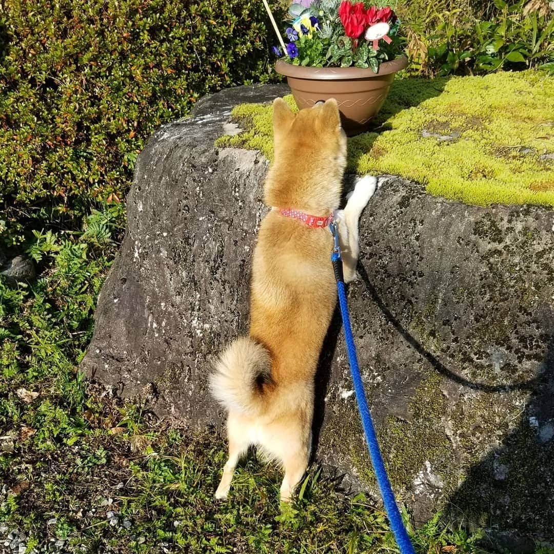 柴犬たま Shibainu Tamaのインスタグラム