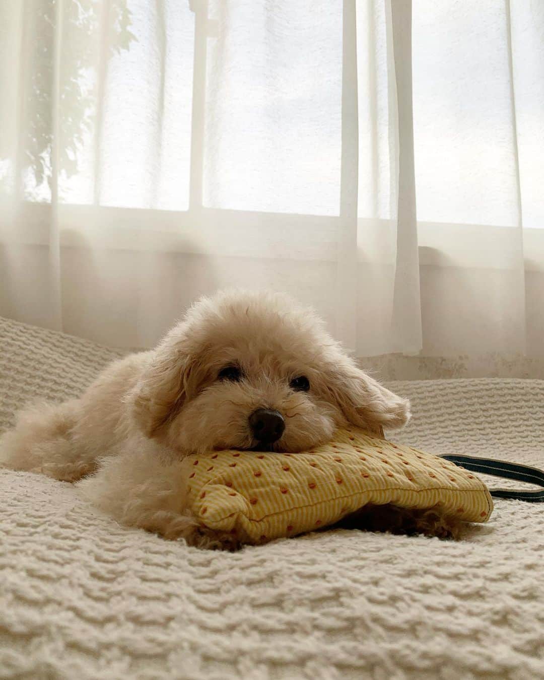 Maruさんのインスタグラム写真 - (MaruInstagram)「🛏 今日はモデルさんのお仕事の日です。 インターバルには仮眠をします（笑） だってわたし、 ハイシニアワンコなんだもんっzzz . . #スマイル#dog #ilovemydog #toypoodle#dogstagram  #instadog #トイプードル#癒し犬#トイプー#今日のわんこ#幸せお届け隊#ふわもこ部 #穏やかな暮らし#ハイシニア犬」12月12日 12時27分 - akiyomaru