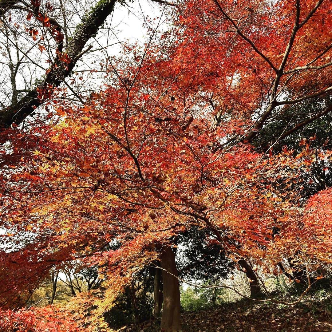 のインスタグラム：「とっくに師走だけどまだ秋。」