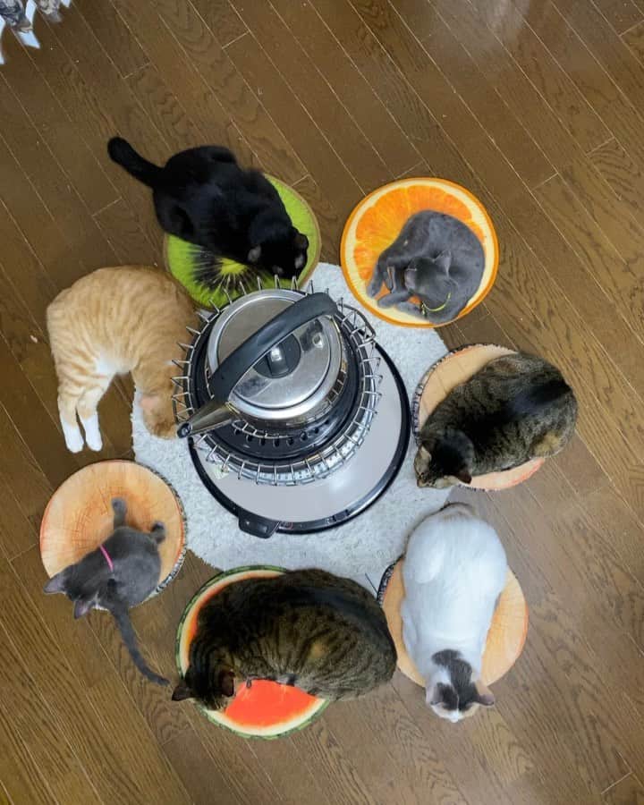 のインスタグラム：「. . 8匹、全員撮影🤣🤣. . . #ストーブ猫　7匹＋いじけ猫　1匹🤣🤣. . . ハク、でっかいからストーブ周りに入れなくていじけてる🤣🤣. . .  #ネコ#ねこのいる暮らし #シマホネコダスケ#シマホレスキュー #保健所出身  #ねこ#猫#ねこすたぐらむ #にゃんこ #にゃんすたぐらむ#猫好きな人と繋がりたい #保護猫 #ねこちゃんホンポ#子猫#多頭飼い #猫動画 #ペコねこ部#9gag  #catstagram#cats_of_instagram#catsofinstagram#kittycat #catlover #ilovecat #bestmeow#meow#cutepetclubs#club_of_cats#kitty」