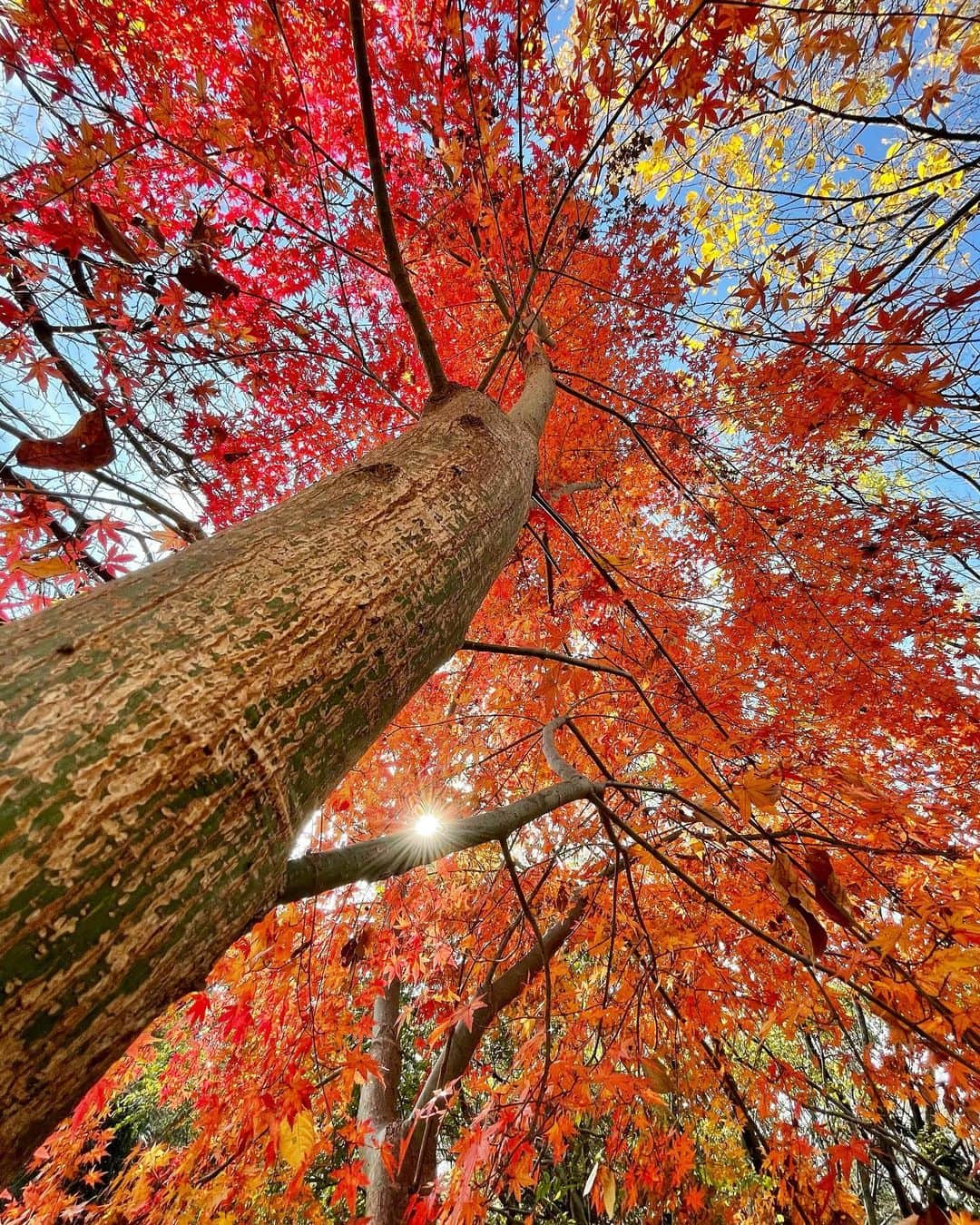 sioneのインスタグラム：「公園散歩。思ってたより寒くない。 #shotoniphone #autumn #tree」