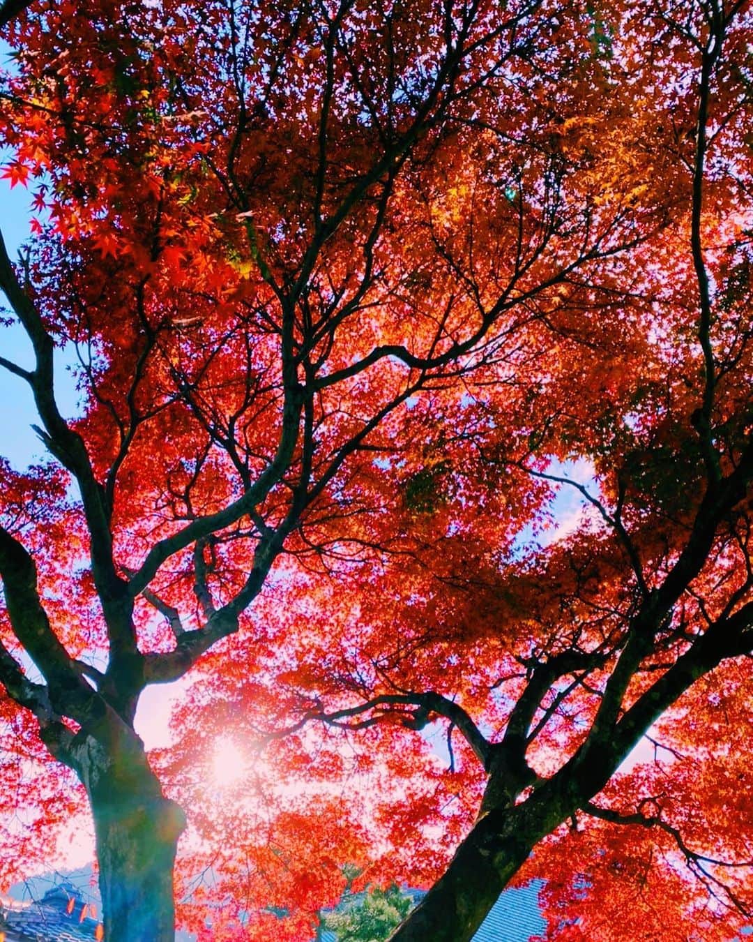 押尾学さんのインスタグラム写真 - (押尾学Instagram)「just now✨ #photography #photooftheday #instapic #instagood #tree #nature」12月12日 13時10分 - manabuoshio_official