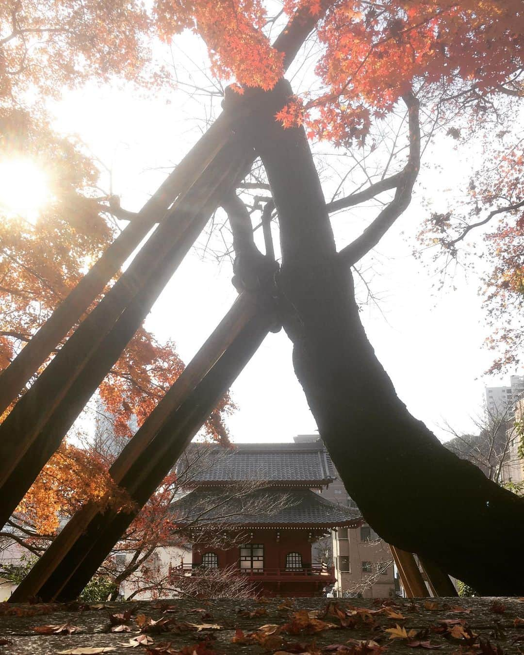 迫田孝也のインスタグラム：「良いね〜気持ちよいよい  #朝の散歩 #宇都宮 #慈光寺」