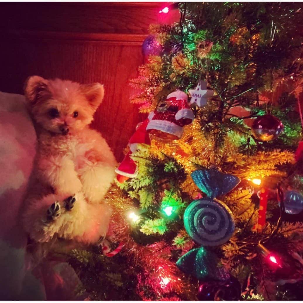 犬山紙子さんのインスタグラム写真 - (犬山紙子Instagram)「クリスマスプレゼントにふわふわの犬のぬいぐるみはいかが？@chihuapoohirame」12月12日 13時27分 - inuyamakamiko