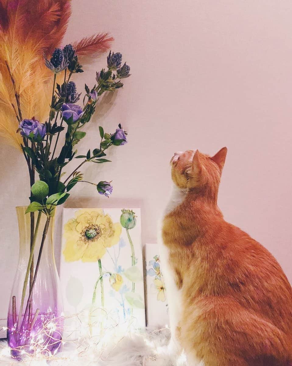 ReoNaさんのインスタグラム写真 - (ReoNaInstagram)「a cat is gazing at artificial flowers.」12月13日 0時27分 - reo_peko