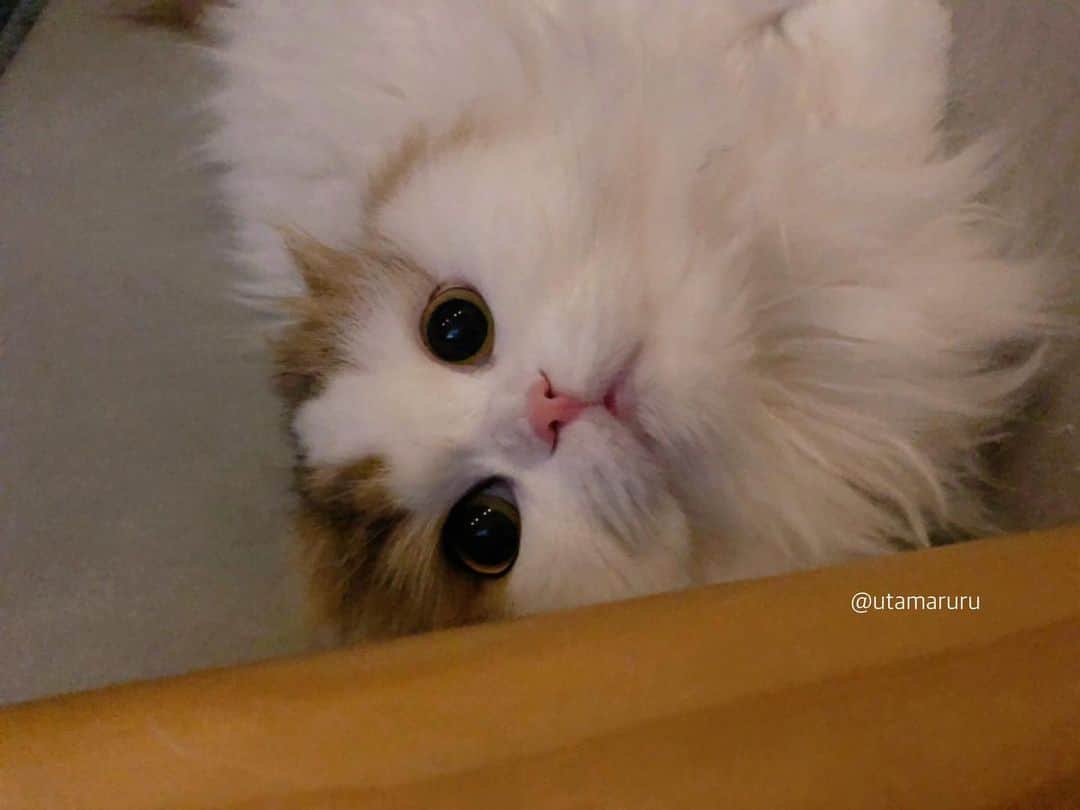 詩丸のインスタグラム：「おやすみにゃさい🦉🌙 あったかくして寝るにゃ🐾 . Good night🦉🌙 Stay warm🐾 .  Tsumugi♡ .  #おやすみなさい #goodnight」