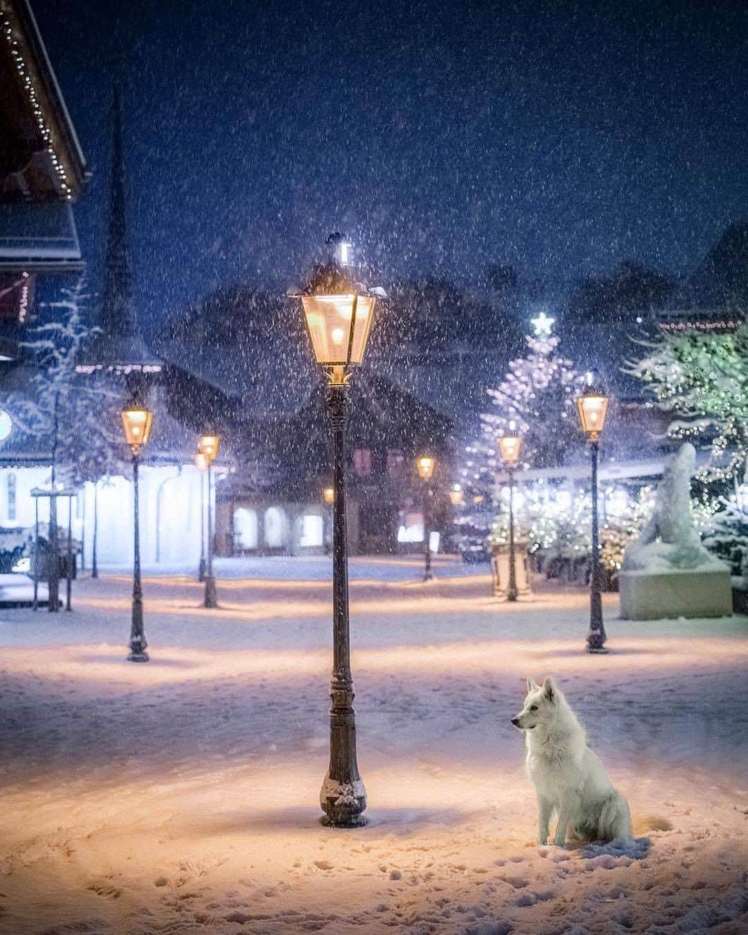 8crapさんのインスタグラム写真 - (8crapInstagram)「It's beginning to look like Christmas ❤️ - 📷 @rastawhiteshepherd @michelphotographych - #barked #dog #doggo #WhiteShepherd」12月12日 23時00分 - barked