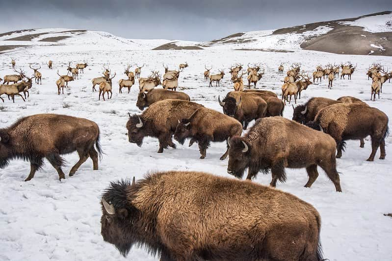 Michael Yamashitaさんのインスタグラム写真 - (Michael YamashitaInstagram)「SALE EXTENDED!!! Due to overwhelming demand, the @Prints.for.Nature sale is being extended until Saturday, Dec. 19!  9 more days to buy awe-inspiring works from more than 85 renowned photographers and help nature.  This is a once in a lifetime chance to collect seminal works by leading photographers and help the planet. 100% of  net proceeds will go directly to @conservationorg’s core initiatives. Go to www.printsfornature.com for yours today (link in profile).   Photos by: 1) @amivitale 2) @brentstirton 3) @chamiltonjames 4) @nadiashiracohen 5) @florian_ledoux_photographer 6) @marcoronconi_  @prints.for.nature #conservation #printsfornature #fineart #wilderness #wildlife #wildlifephotographers #nature #empathyiseverything」12月12日 23時15分 - yamashitaphoto