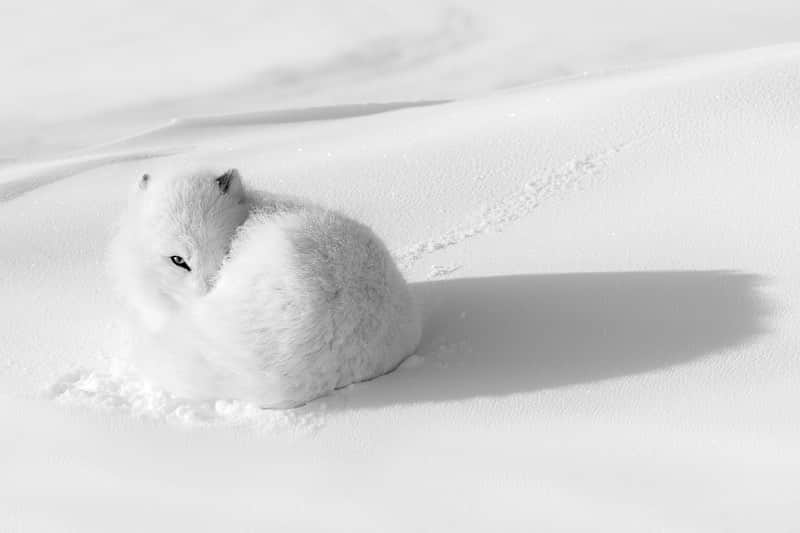 Michael Yamashitaさんのインスタグラム写真 - (Michael YamashitaInstagram)「SALE EXTENDED!!! Due to overwhelming demand, the @Prints.for.Nature sale is being extended until Saturday, Dec. 19!  9 more days to buy awe-inspiring works from more than 85 renowned photographers and help nature.  This is a once in a lifetime chance to collect seminal works by leading photographers and help the planet. 100% of  net proceeds will go directly to @conservationorg’s core initiatives. Go to www.printsfornature.com for yours today (link in profile).   Photos by: 1) @amivitale 2) @brentstirton 3) @chamiltonjames 4) @nadiashiracohen 5) @florian_ledoux_photographer 6) @marcoronconi_  @prints.for.nature #conservation #printsfornature #fineart #wilderness #wildlife #wildlifephotographers #nature #empathyiseverything」12月12日 23時15分 - yamashitaphoto