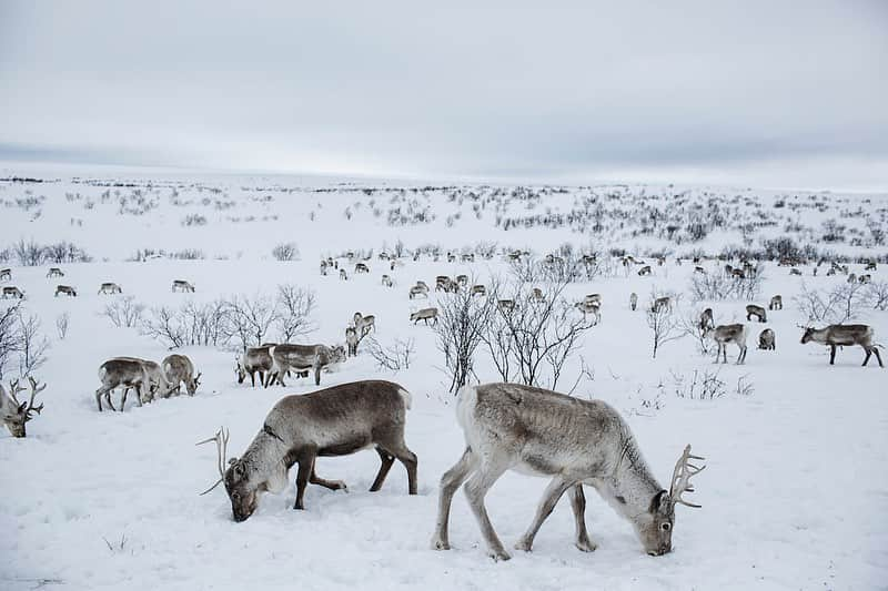 Michael Yamashitaさんのインスタグラム写真 - (Michael YamashitaInstagram)「SALE EXTENDED!!! Due to overwhelming demand, the @Prints.for.Nature sale is being extended until Saturday, Dec. 19!  9 more days to buy awe-inspiring works from more than 85 renowned photographers and help nature.  This is a once in a lifetime chance to collect seminal works by leading photographers and help the planet. 100% of  net proceeds will go directly to @conservationorg’s core initiatives. Go to www.printsfornature.com for yours today (link in profile).   Photos by: 1) @amivitale 2) @brentstirton 3) @chamiltonjames 4) @nadiashiracohen 5) @florian_ledoux_photographer 6) @marcoronconi_  @prints.for.nature #conservation #printsfornature #fineart #wilderness #wildlife #wildlifephotographers #nature #empathyiseverything」12月12日 23時15分 - yamashitaphoto