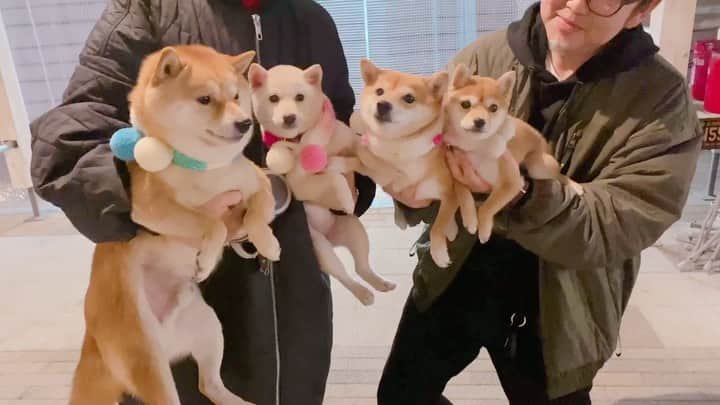 豆柴にこちゃんのグルメインスタ