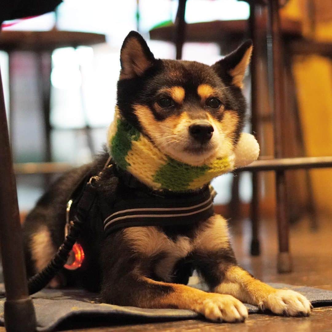 黒豆柴こむぎのグルメインスタ