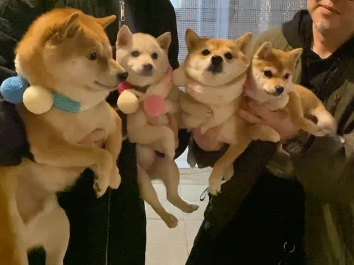 ヤンチャな豆柴『豆千代くん』の日常です?のグルメインスタ