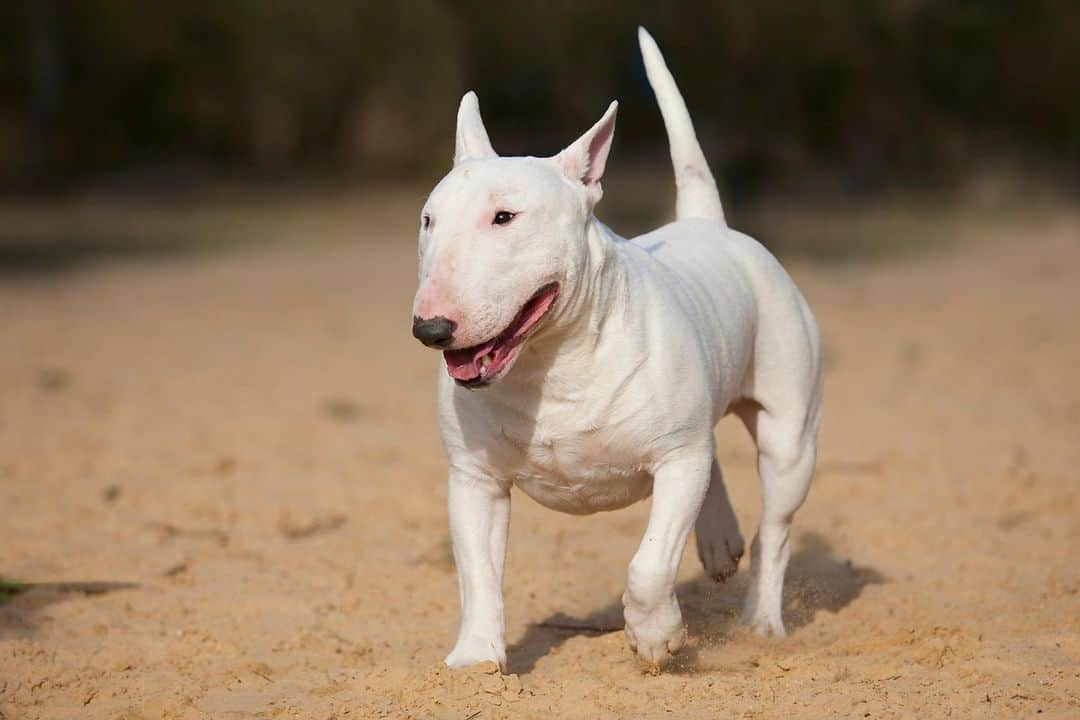 アニマルプラネットさんのインスタグラム写真 - (アニマルプラネットInstagram)「The bull terrier is a sturdy, robust dog breed known for its iconic egg-shaped head. The breed's strength can be seen on tonight's #drjeff when a bull terrier named Mac shows up to the clinic after getting hit by a car. See how things go tonight at 9pm ET. . . . . #bullterrier #terrier #dogbreed #terrierbreed #mac #drjeff #drjeffrockymountainvet #animalplanet #dog #dogs #dogs101 #pictureoftheday #photooftheday」12月13日 0時00分 - animalplanet