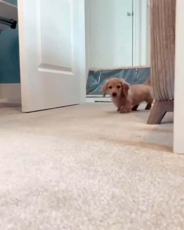 The Critter Havenのインスタグラム：「Hello cutie pie  Video by @miniaturedachshundgeorge  #TheCritterHaven」