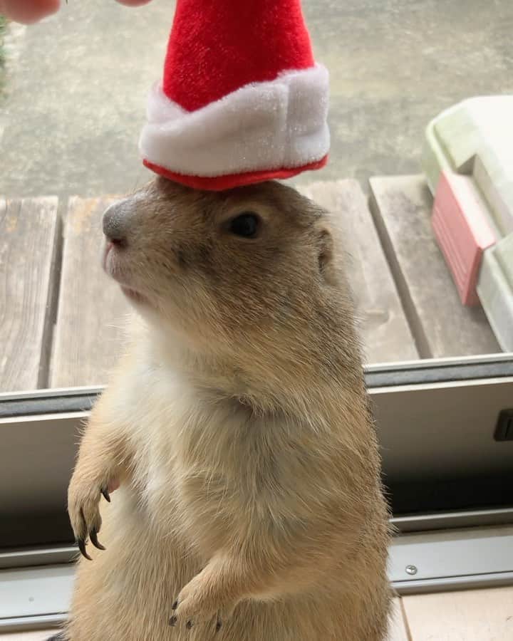 ikaoのインスタグラム：「くんた。Kunta. 今年も良い画は撮れそうもない😅 ぜんぜん映えない😂 #prairiedog #プレーリードッグ #ふわもこ部」